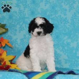 Ruby, Shih-Poo Puppy